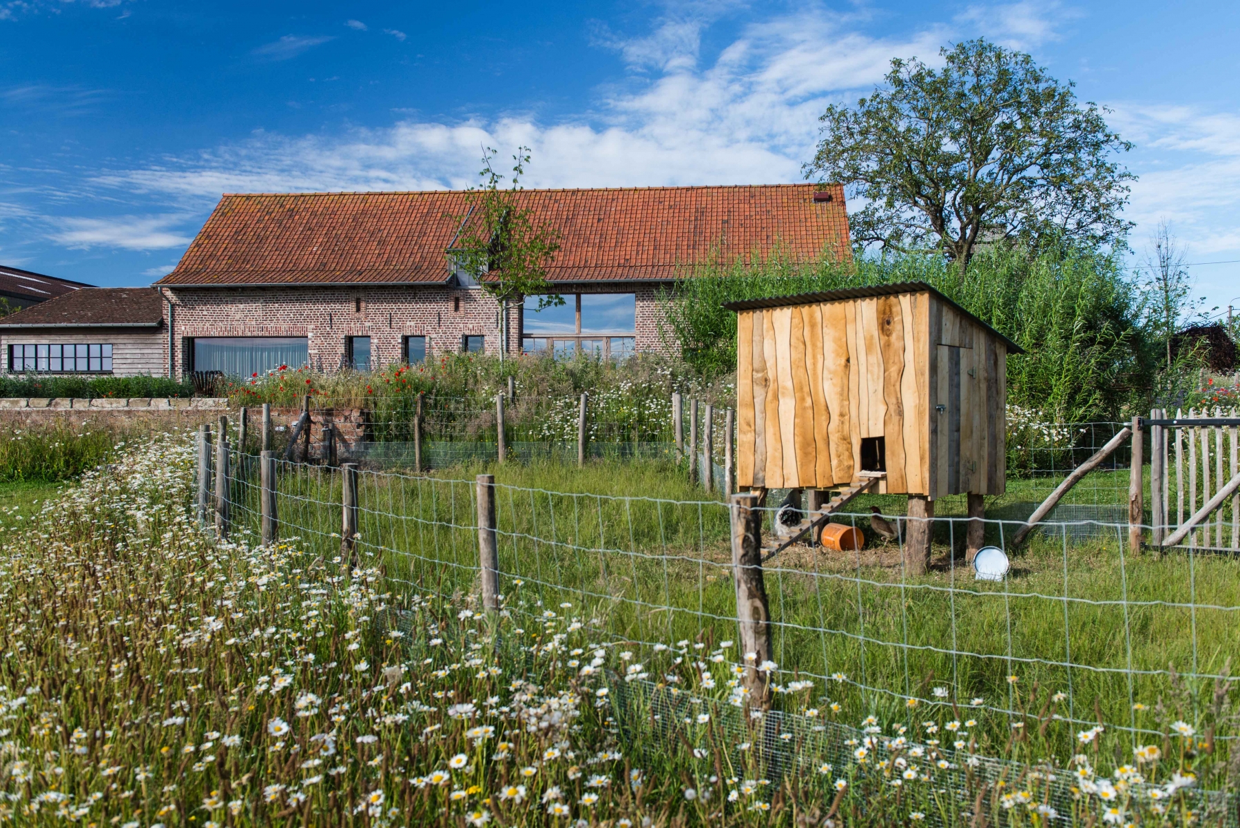 kippenren in de natuur