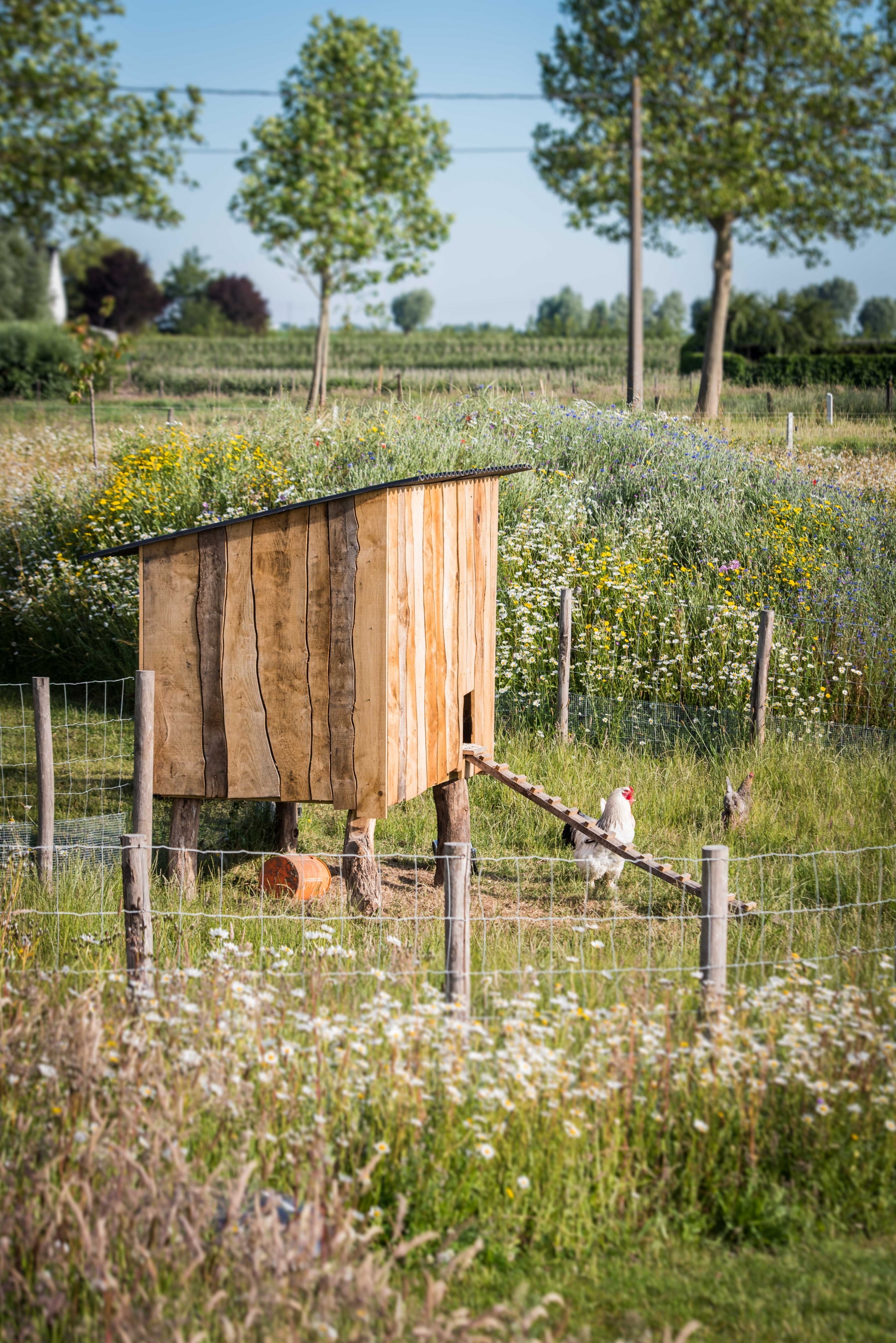kippenren bloemenweide