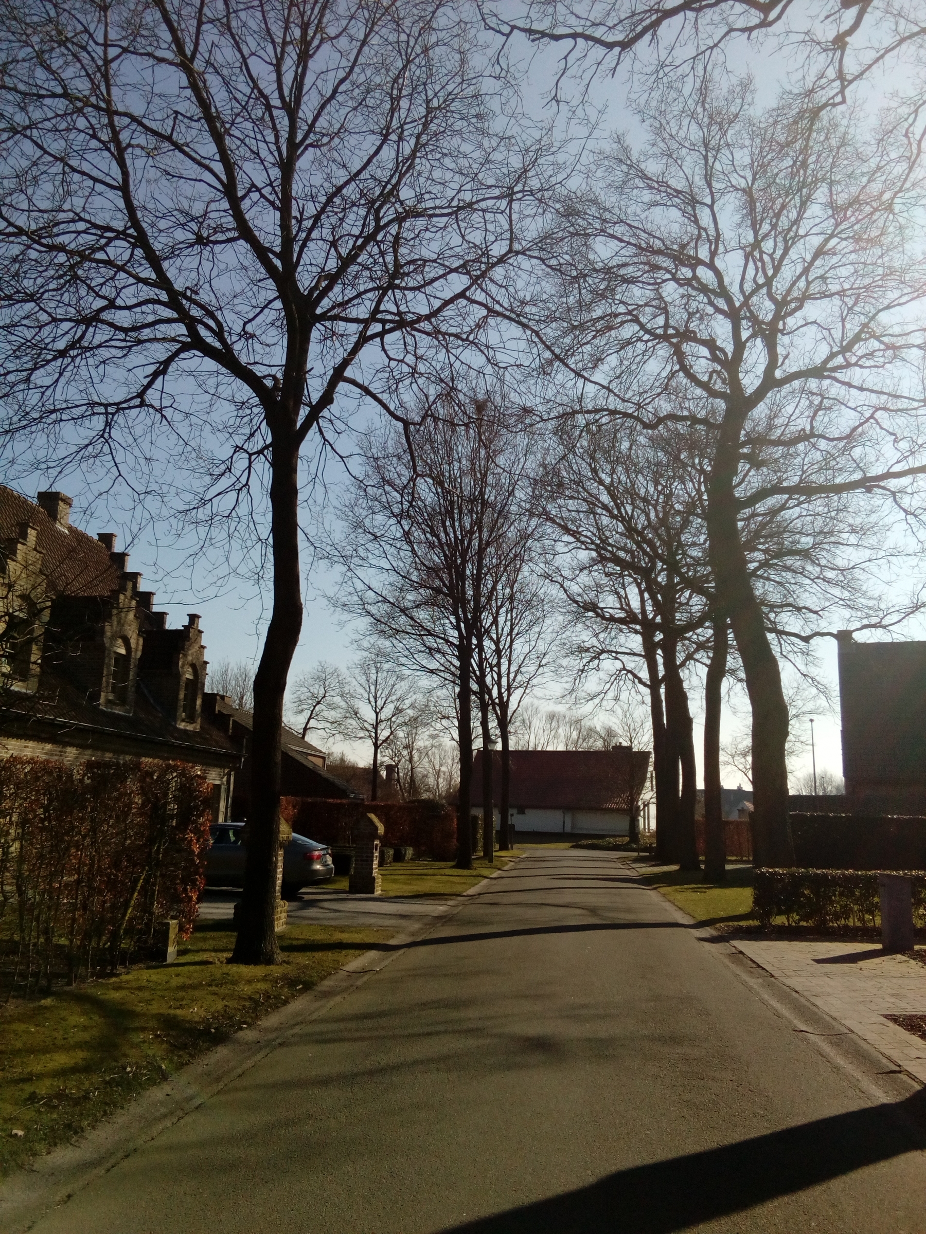 straatbomen